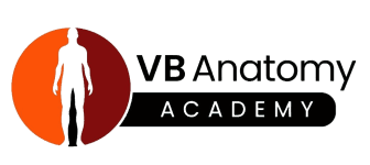 VB Anatomy Academy