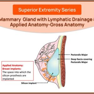 Mammary Gland 2