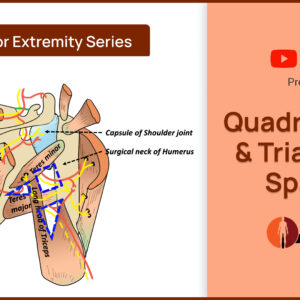 Quadrangular and Triangular spaces
