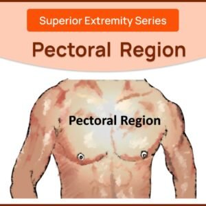 Understanding the Pectoral Region