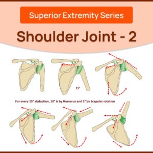 Shoulder Joint : Part 2