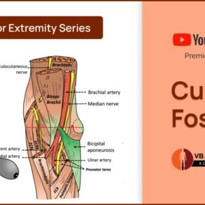 Cubital Fossa