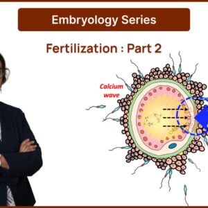 Embryology