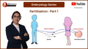 Overview Fertilization Series