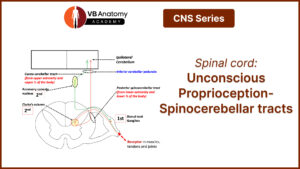 Spinal cord: Unconscious Proprioception Spinocerebellar Tracts