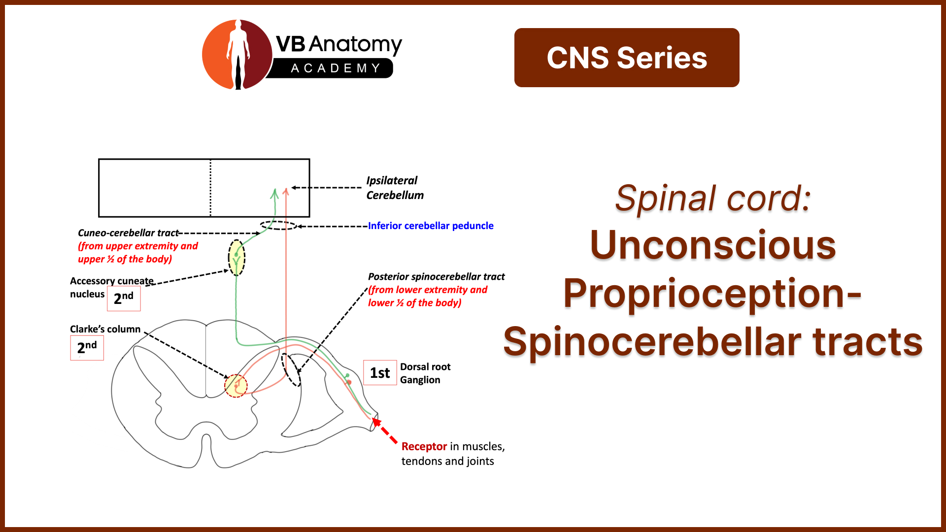 Spinal cord: Unconscious Proprioception Spinocerebellar Tracts