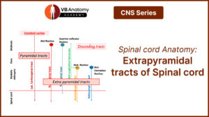 spinal cord