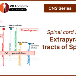 CNS Series