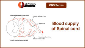 Blood supply