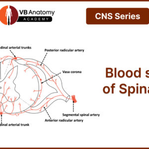 Blood supply