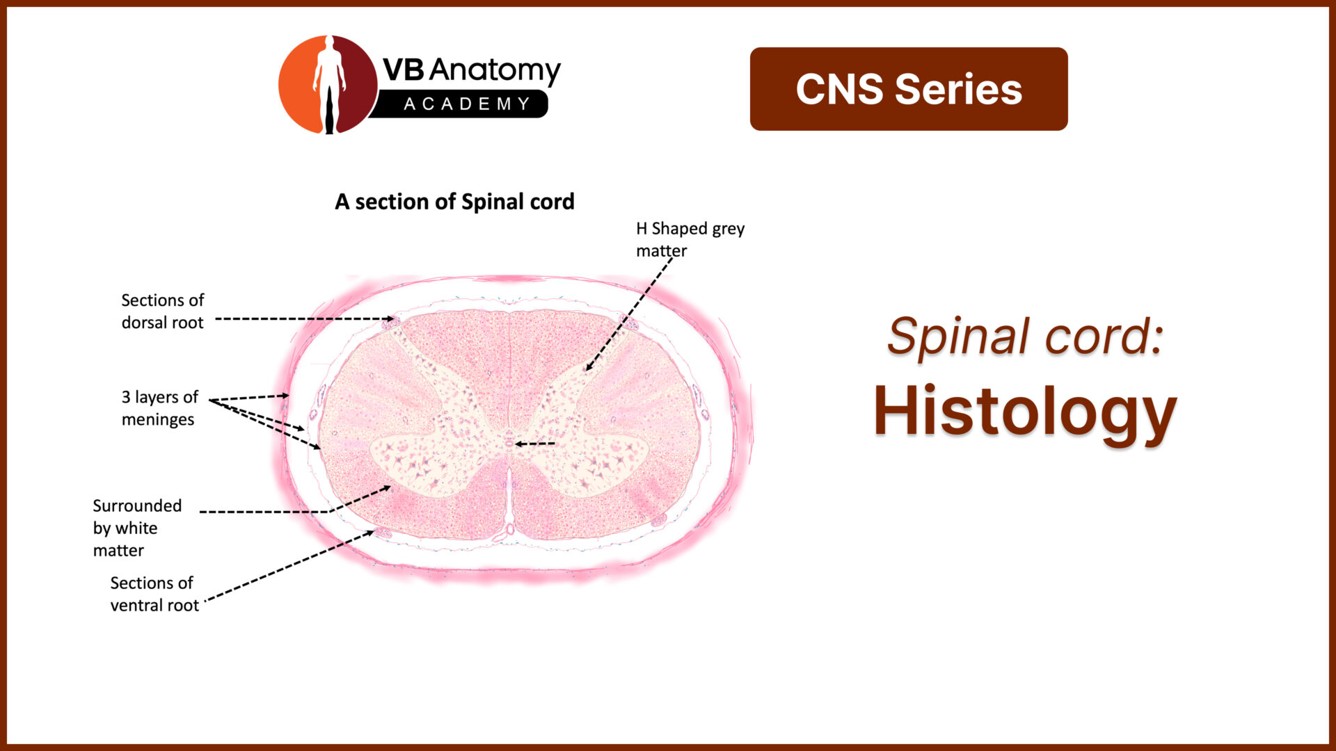 Spinal cord histology