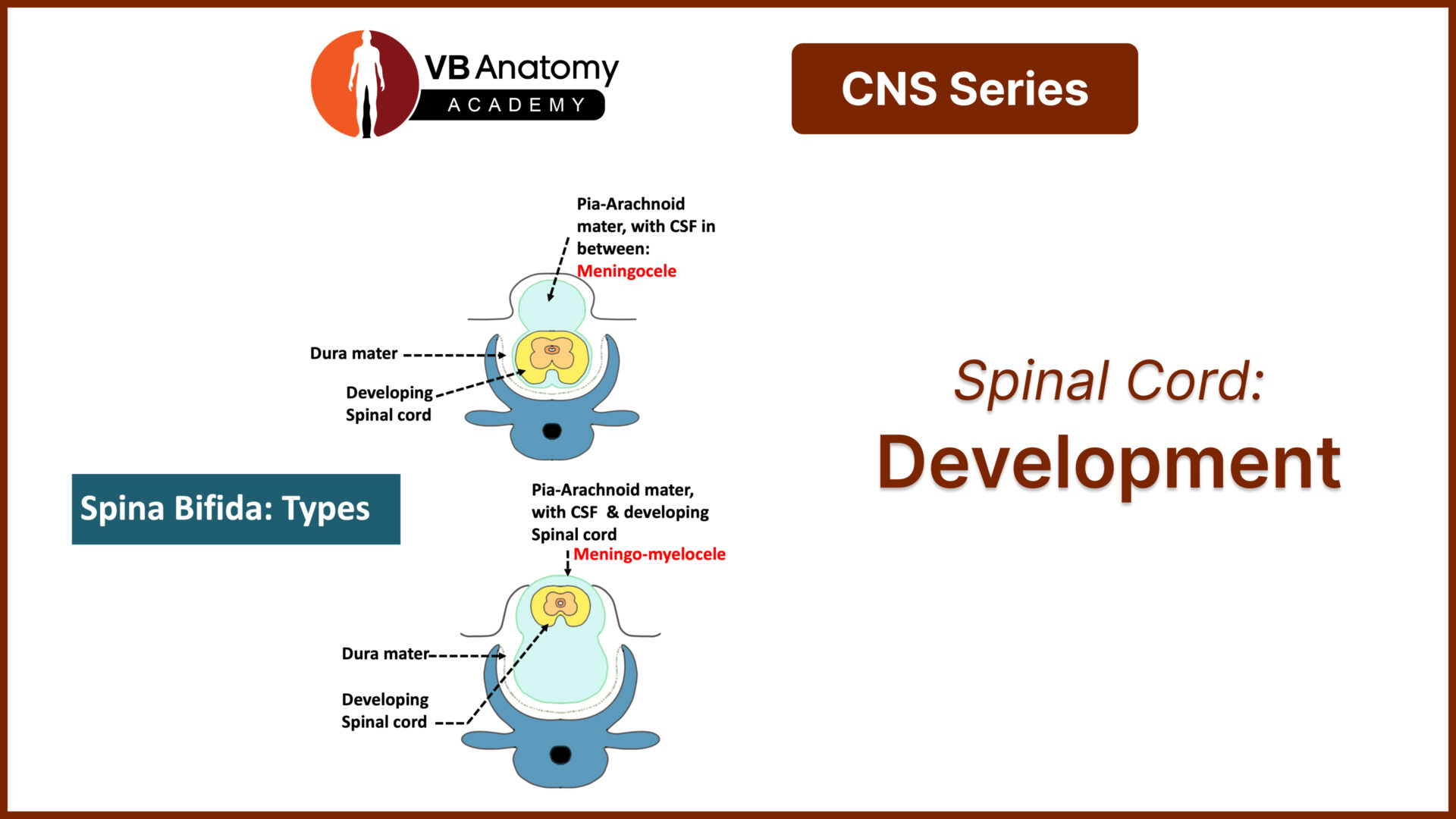 spinal cord development