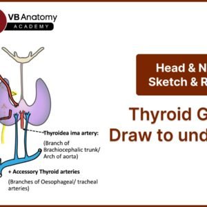 Thyroid Gland: Draw to understand