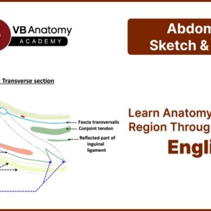 Abdomen Series