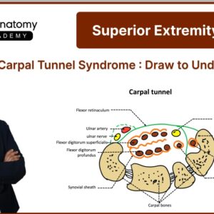 Anatomy of Carpal Tunnel Syndrome: Draw to Understand