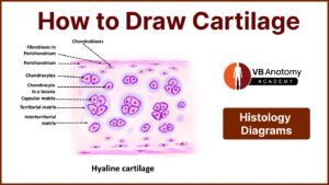How to draw the microscopic structure of Cartilage