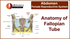 Anatomy of Fallopian Tube