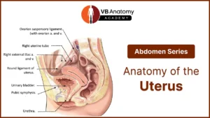 Anatomy Of The Uterus