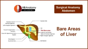 Bare Areas of Liver