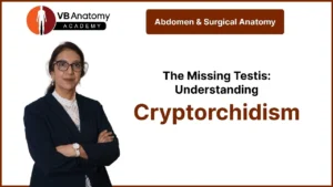 The Missing Testis: Understanding Cryptorchidism