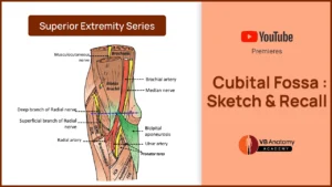 How to draw Cubital Fossa Anatomy?