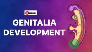 Development of Male and female external genitalia: Embryology