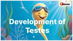 Development of Testes