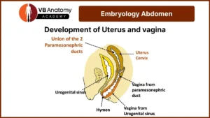 Development of Uterus and Vagina