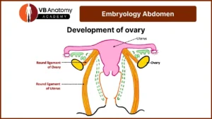 Development of Ovary