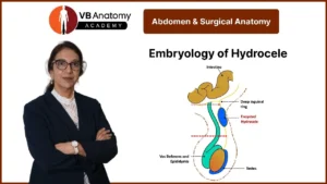 Embryology of Hydrocele