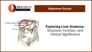Exploring Liver Anatomy