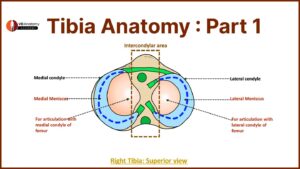 Tibia Anatomy Part 1