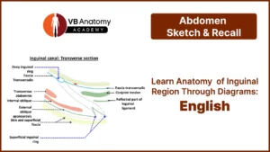 Anatomy of Inguinal region: Draw and learn