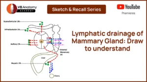 Lymphatic drainage of Mammary Gland: Draw and Learn