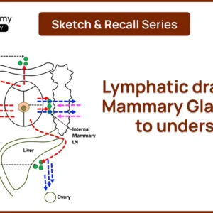 Lymphatic drainage of Mammary Gland: Draw and Learn