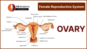 Anatomy of Ovary