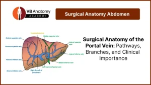Surgical Anatomy of Portal Vein