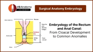 Devt of Rectum and Anal canal
