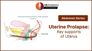 Uterine Prolapse: Key Supports of Uterus