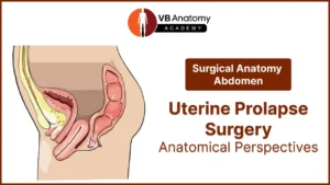 Surgical Anatomy of Uterine Prolapse Surgery