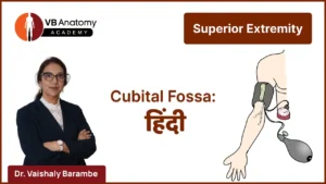 Anatomy of Cubital Fossa- Hindi