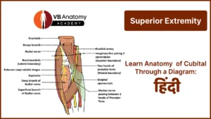 Draw the diagram of Cubital Fossa- Hindi