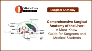 Surgical Anatomy of Liver Transplant Surgery