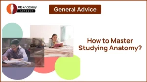 How to Master Studying Anatomy?
