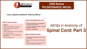 Spinal Cord MCQs: Part 3