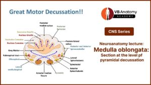 Neuroanatomy lecture: Medulla Oblongata
