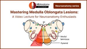 Medulla Oblongata Lesions: A Video Lecture for Neuroanatomy Enthusiasts
