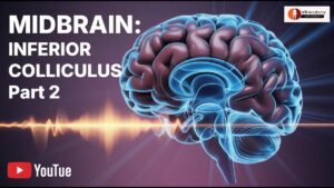 Mid Brain Anatomy: Inferior Colliculus