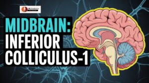 Mid Brain Anatomy: Crus Cerebri and Substantia Nigra