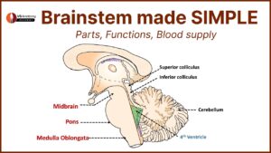 Brainstem:Part 1